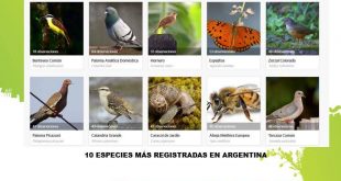 Dorila y General Pico, entre las ciudades con más registros en el City Nature Challenge