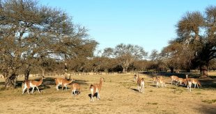 El Gobierno de La Pampa propone crear un Cuerpo de Guardaparques
