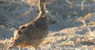 Operativo contra la tenencia y comercialización de fauna prohibida