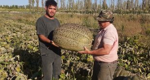 Productores de 25 de Mayo cosecharon zapallos gigantes