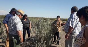 Se presentó una especie forrajera apta para el oeste pampeano